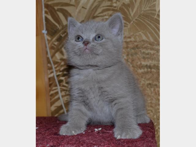 Продаю: котята-британцы в Барнауле фото2