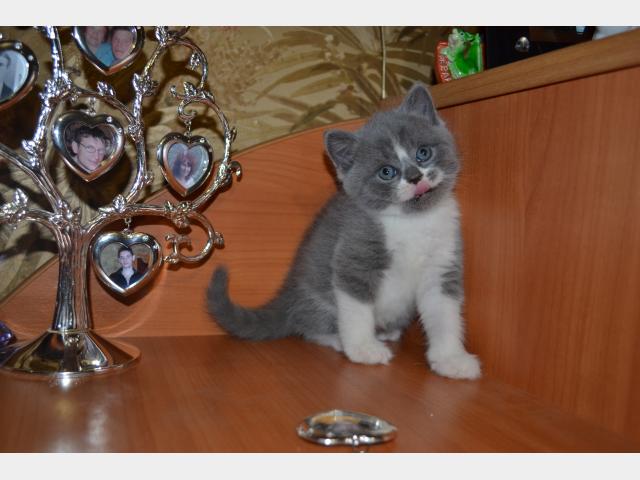 Продаю: котята-британцы в Барнауле фото3