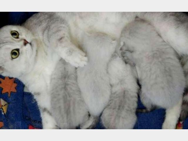 Продаю: Шотландские котята из питомника Malkom фото2