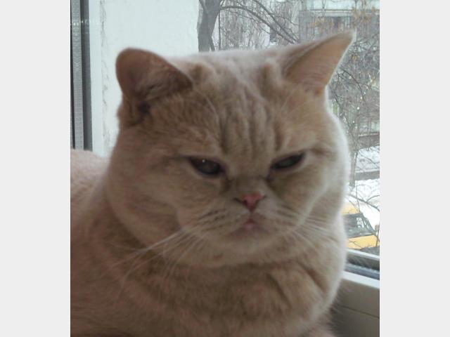Вязка: брианского кота для вязки предлагаю фото2