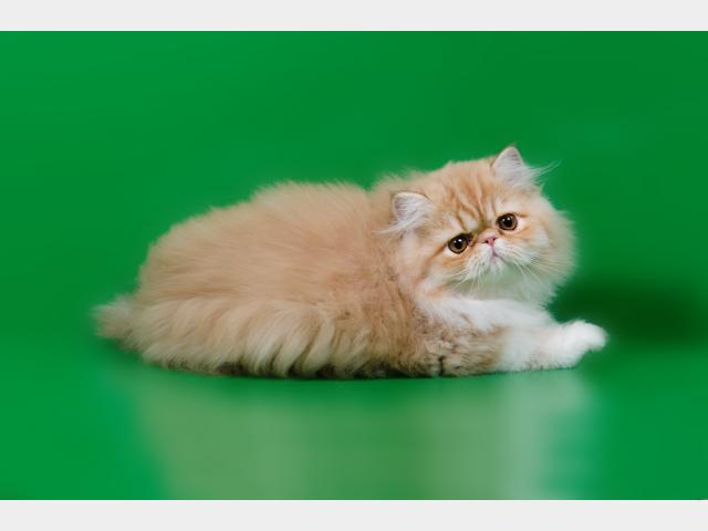 Продаю: Персидские котята от американских производителей фото2