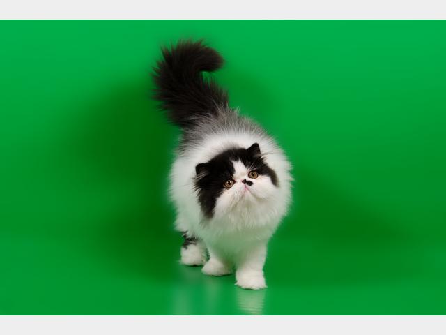 Продаю: Персидские котята от американских производителей фото3