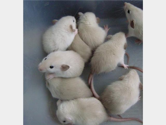 Продаю: Сиамские крысята лучший подарок к Новому году фото2