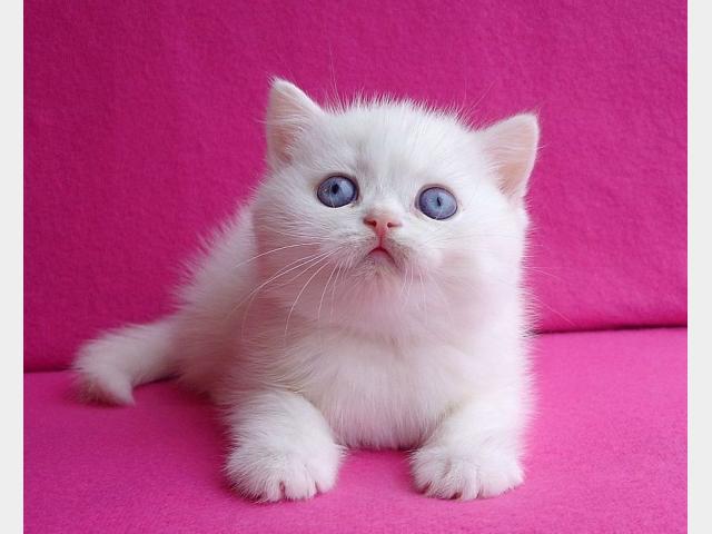 Продаю: Британские котята редких окрасов фото2