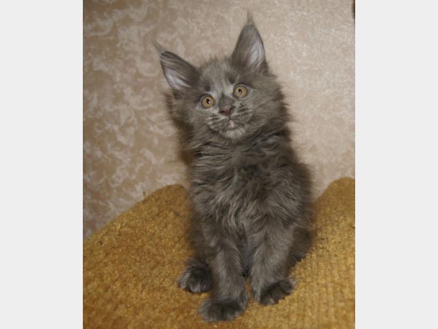 Продаю: Котята мейн кун голубого и черного окраса фото2