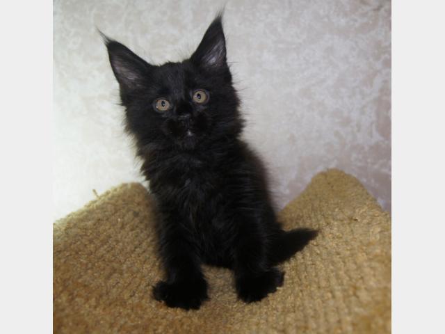 Продаю: Котята мейн кун голубого и черного окраса фото3