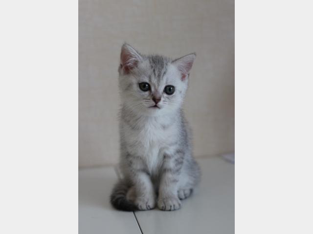 Продаю: Шотландский чудо-котенок страйт девочка фото4