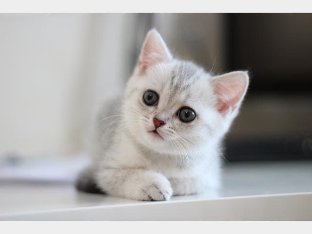 Продаю: Шотландский чудо-котенок страйт девочка фото3