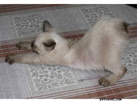 Продаю: котята меконгского бобтейла фото4