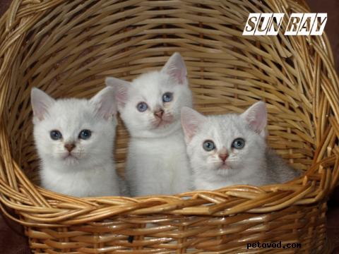 Продаю: Котята британской шиншиллы фото3