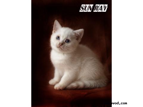 Продаю: Котята британской шиншиллы фото2