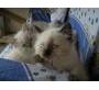 Продаю: Невские Маскарадные голубоглазые котята фото1