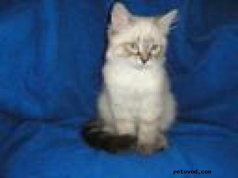 Продаю: Невские Маскарадные голубоглазые котята фото2
