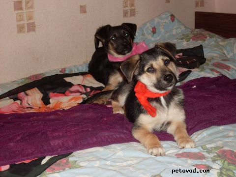 Отдам в дар: Тельма и Лиза Небольшие щенки метисы фото4