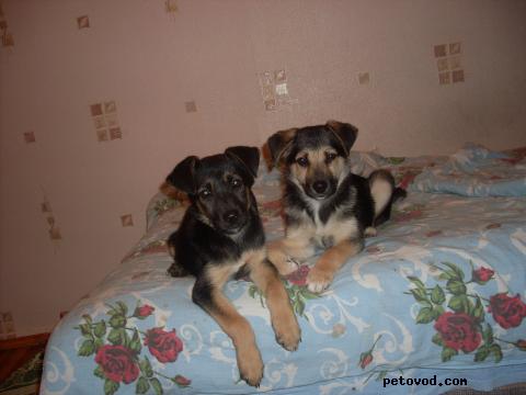 Отдам в дар: Тельма и Лиза Небольшие щенки метисы фото2