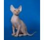 Продаю: Канадские сфинксята-котята фото1