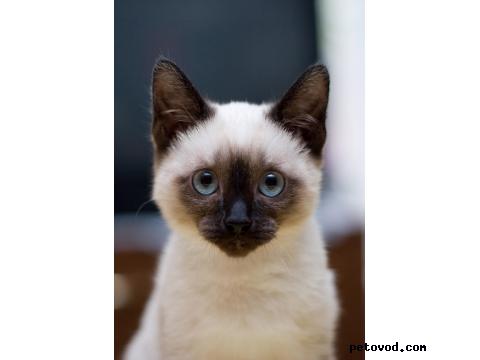 Продаю: Лучшие Сиамские котята в самаре фото3