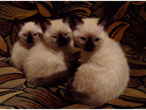 Продаю: Лучшие Сиамские котята в самаре фото2