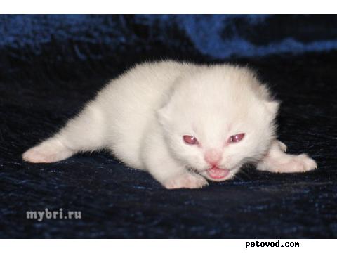 Продаю: Британские котята редких окрасов фото3