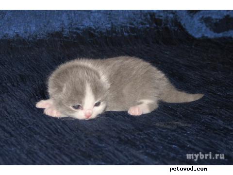 Продаю: Британские котята редких окрасов фото2