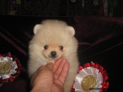 Продаю: щенок миниатюрного шпица фото2