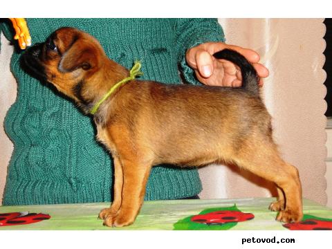 Продаю: Рыжие щенки пти-брабансона фото3