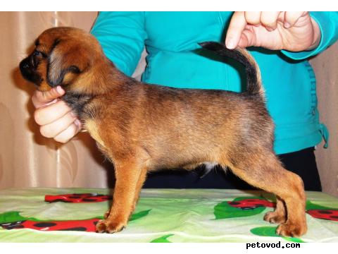 Продаю: Рыжие щенки пти-брабансона фото2