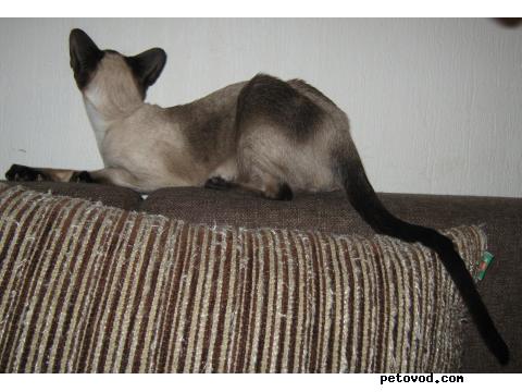 Продаю: Котята сиамской и ориентальной породы фото2