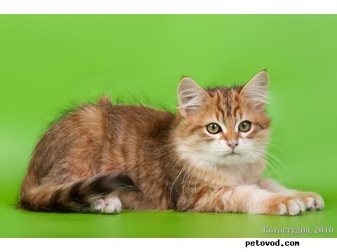 Продаю: Сибирские котята фото4