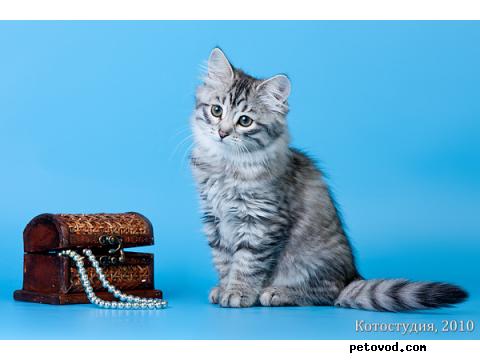 Продаю: Сибирские котята фото3