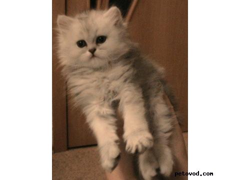 Продаю: персидские котята фото4