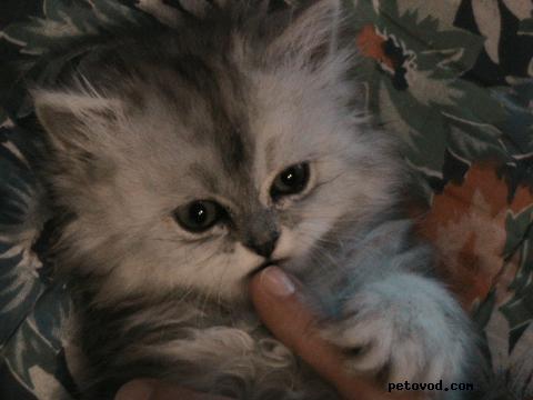 Продаю: персидские котята фото3