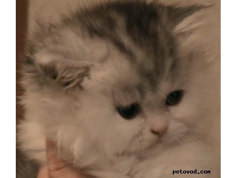 Продаю: персидские котята фото2