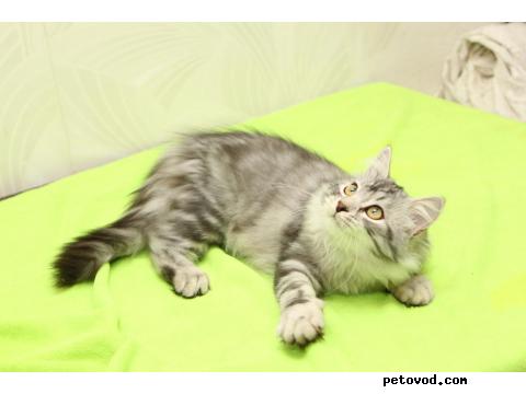 Продаю: Сибирские котята фото3