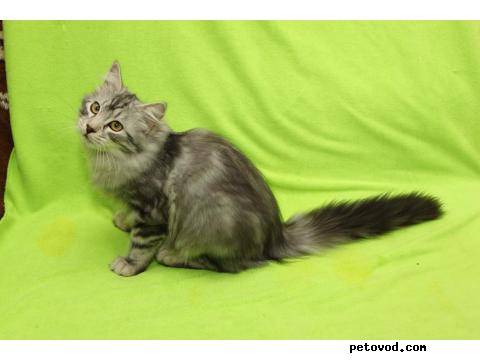 Продаю: Сибирские котята фото2
