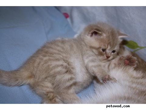 Продаю: Британские кошки нарядных и редких окрасов фото3