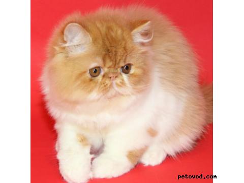 Продаю: Экзотические и персидские котята фото4
