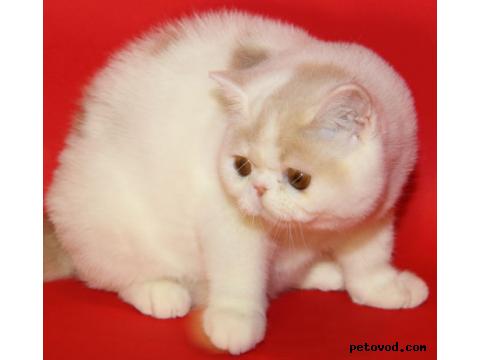 Продаю: Экзотические и персидские котята фото3