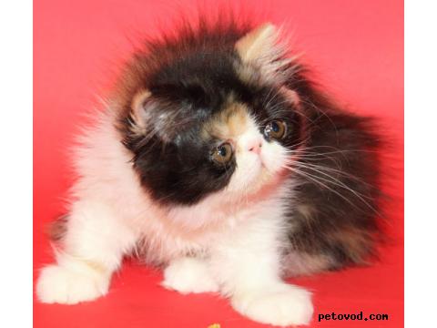 Продаю: Экзотические и персидские котята фото2