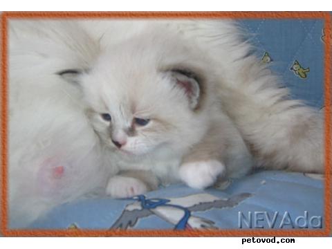 Продаю: Сибирские котята из НЕВАды фото3