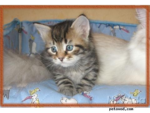 Продаю: Сибирские котята из НЕВАды фото2