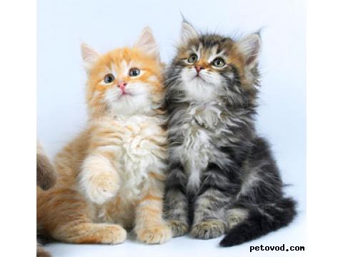Продаю: Сибирские котята фото2