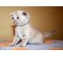 Продаю: Котята британской короткошерстной породы тел 8921