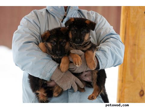 Продаю: Очаровательные щенки немецкой овчарки фото2