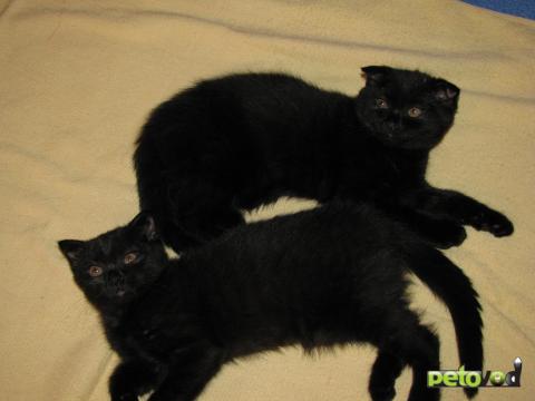Продаю: Черные шотландские вислоухие котята фото2