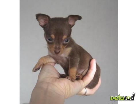 Продаю: Карманные собачки-той терьер, чихуахуа, йорк фото2