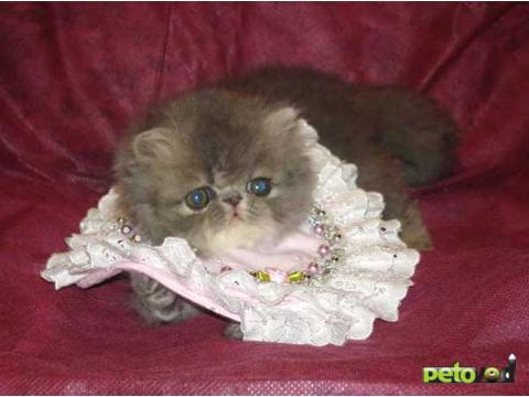 Продаю: Персидские котята фото2