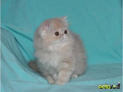 Продаю: Персидские котята фото3