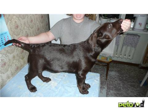 Продаю: Шоколадный щенок лабрадор-ретривер фото2