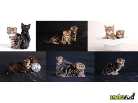 Продаю: Шотландские вислоухие и прямоухие котята фото2